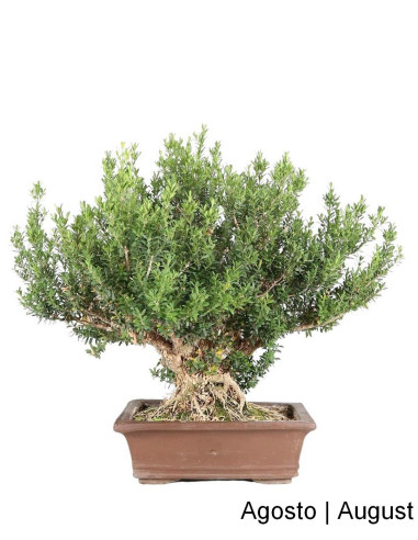 Buxus Harlandii 33 Year Old Bonsai | Luso Bonsai