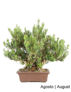33 Jahre alter Buxus Harlandii Bonsai