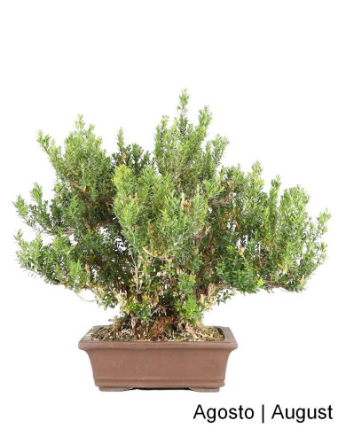 Bonsai di Buxus Harlandii di 33 anni