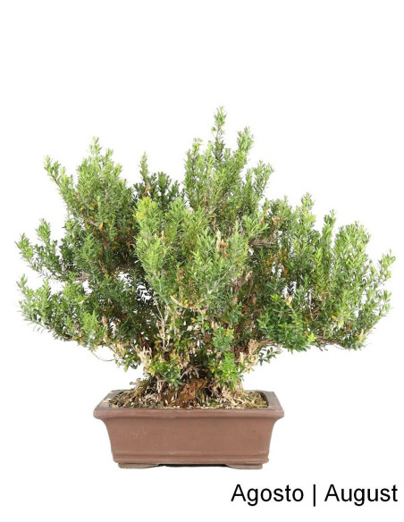 Bonsai di Buxus Harlandii di 33 anni