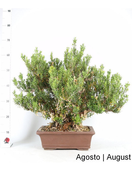 Bonsaï Buxus Harlandii de 33 ans