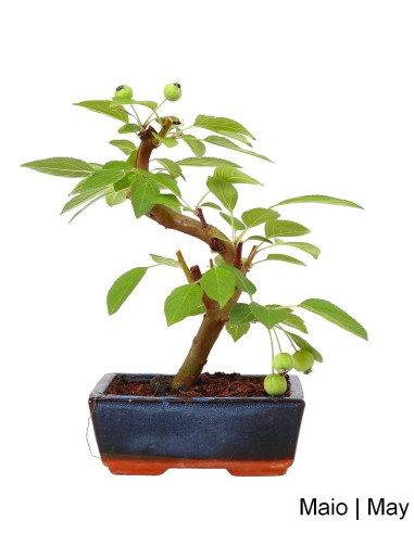 Luso Bonsai ← Macieira Everest Bonsai de 7 años