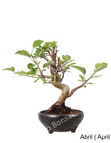 Macieira "Everest" Bonsai de 20 ans | Luso Bonsai