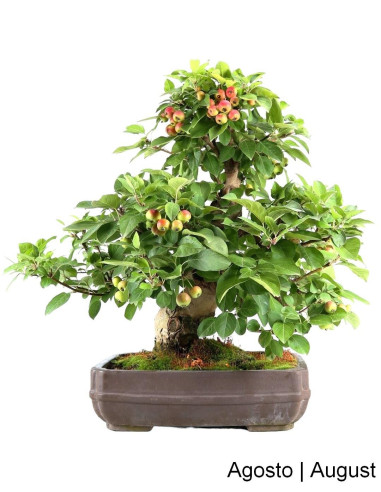 Luso Bonsai | Macieira Everest Bonsai of 40 Years