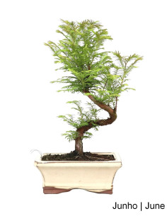 Metasequoia Bonsai di 7 anni