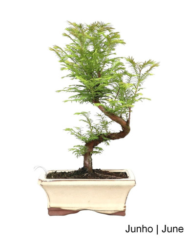 Metasequoia Bonsai von 7 Jahren