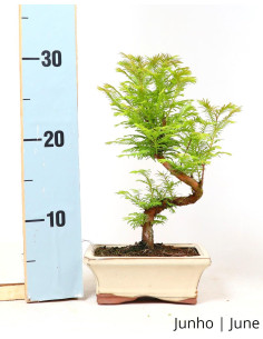 Metasequoia Bonsai von 7 Jahren 2