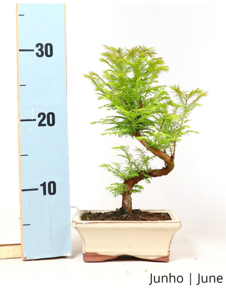 Metasequoia Bonsai von 7 Jahren