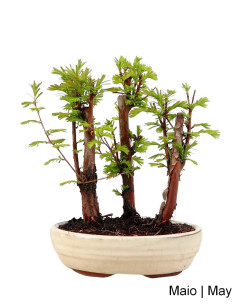 Metasequoia Bonsai de 7 anos
