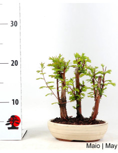 Metasequoia Bonsai de 7 anos 2