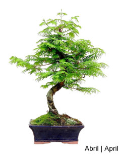Métaséquoia Bonsai de 9 ans