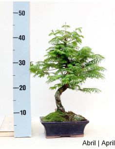 Métaséquoia Bonsai de 9 ans 2