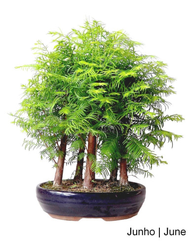 Luso Bonsai | Metasequoia Bonsai de 12 ans