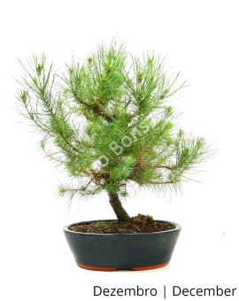 Pinus Halepensis 12 anos