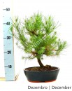 Pinus Halepensis 12 anos
