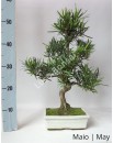 Podocarpus 12 anos
