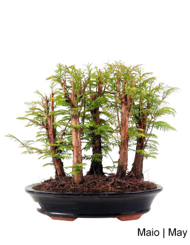 Luso Bonsai ← Metasequoia Bonsai de 20 años