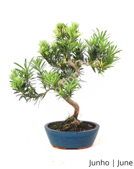 Podocarpus 9 anos