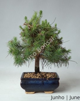 Pinus Halepensis 7 anos