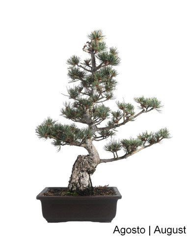 Luso Bonsai |MISUMI Pin Bonsai