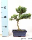 Podocarpus 7 anos
