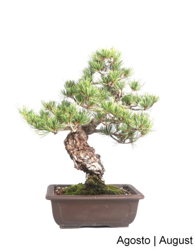 Luso Bonsai | Pentaphylla Bonsai 35 ans