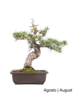 Pinheiro Pentaphylla Bonsai di 36 anni