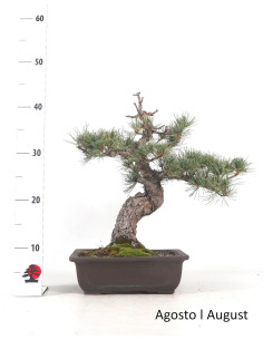 Pinheiro Pentaphylla Bonsai di 36 anni 2