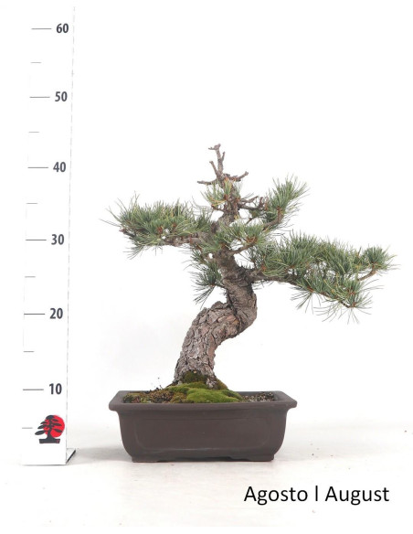 36-year-old Pentaphylla Pine Bonsai