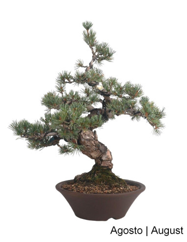 Luso Bonsai |MISUMI Pin Bonsai