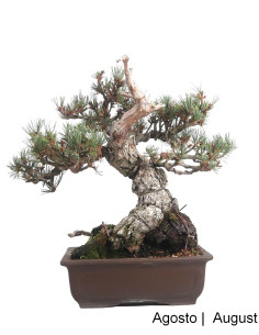 Pinheiro Pentaphylla Bonsai de 40 ans