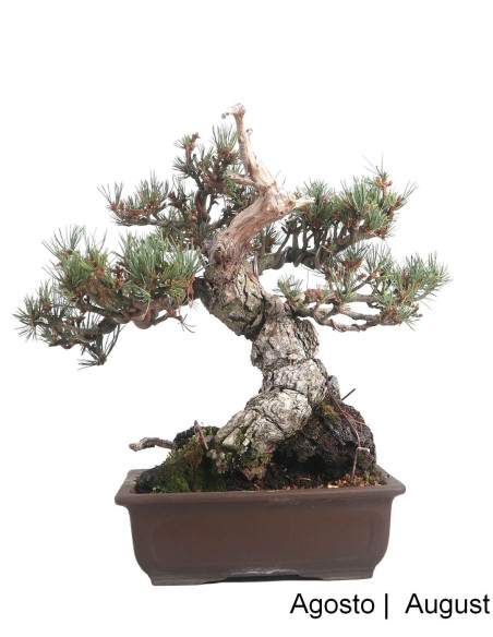 40-year-old Pentaphylla Pine Bonsai
