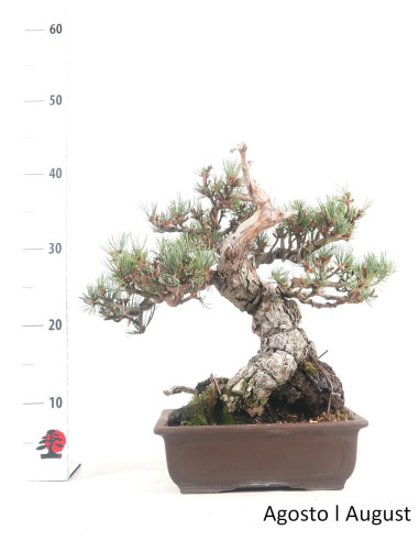 Pinheiro Pentaphylla Bonsai de 40 anos