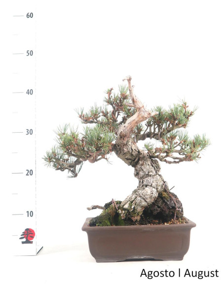 40-year-old Pentaphylla Pine Bonsai