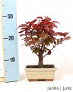Prunus Pissardii 7 anos