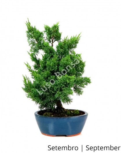 Juniperus Sargentii 17 anos
