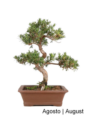 Podocarpus Bonsai de 27 años