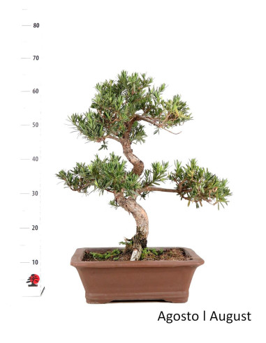 Podocarpus Bonsai de 27 años