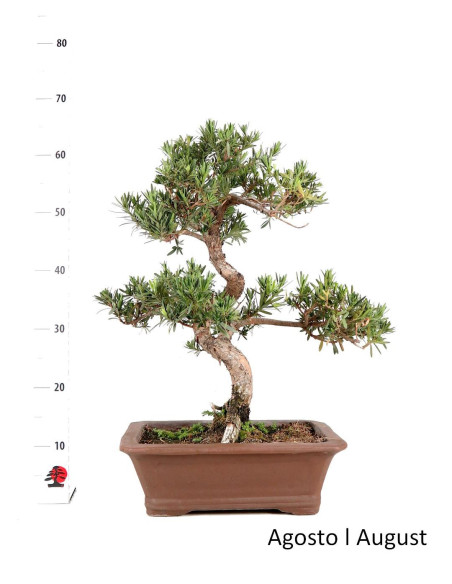 Podocarpus Bonsai de 27 ans