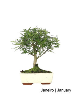 Zanthoxylum Bonsai of 7 Years