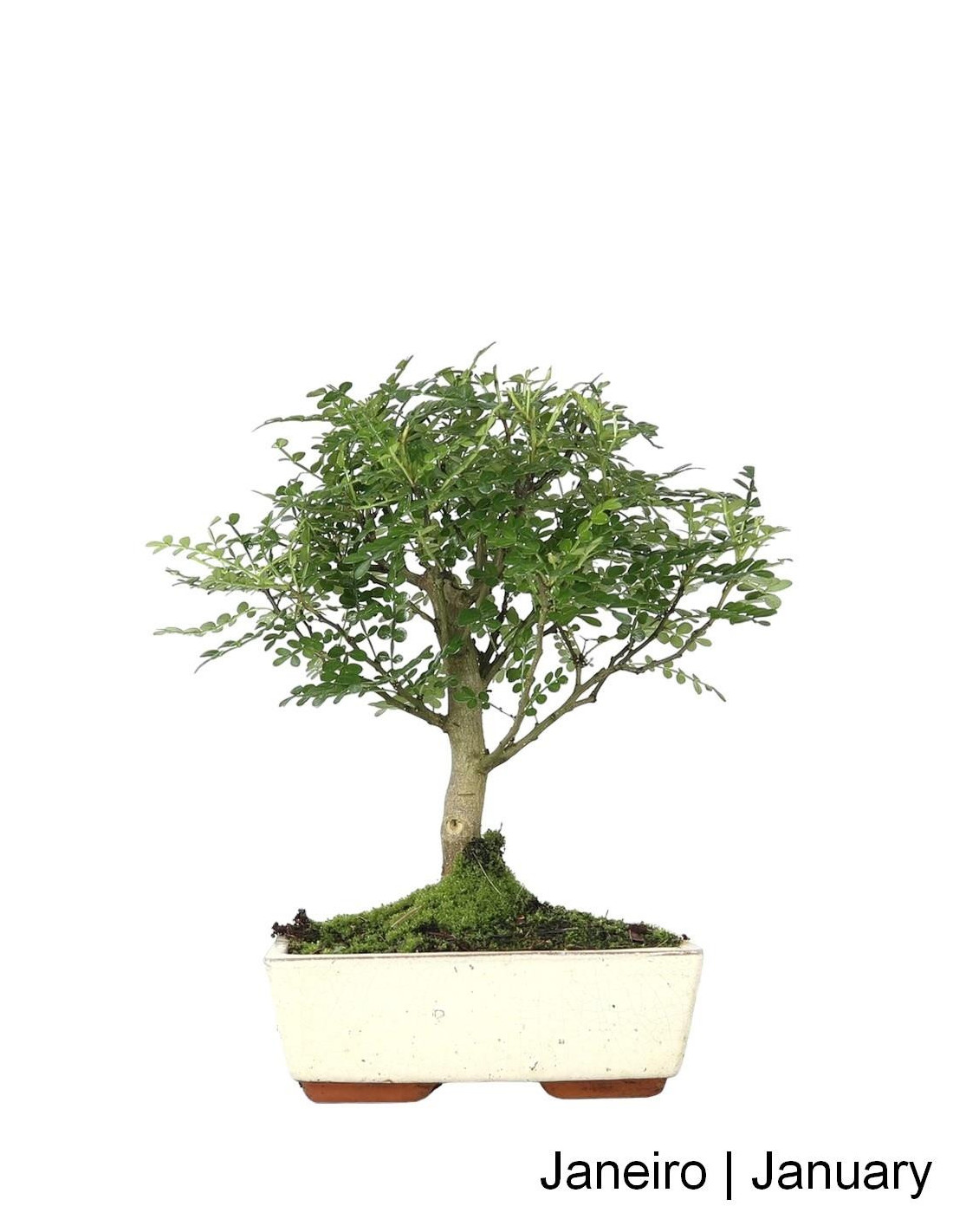 pokemon rement bonsai Re-Ment Blind Box Pokemon Pocket Bonsai 2