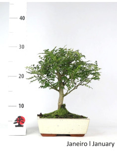 Zanthoxylum Bonsai of 7 Years 2
