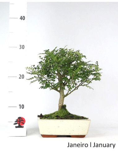 Zanthoxylum Bonsai de 7 Anos