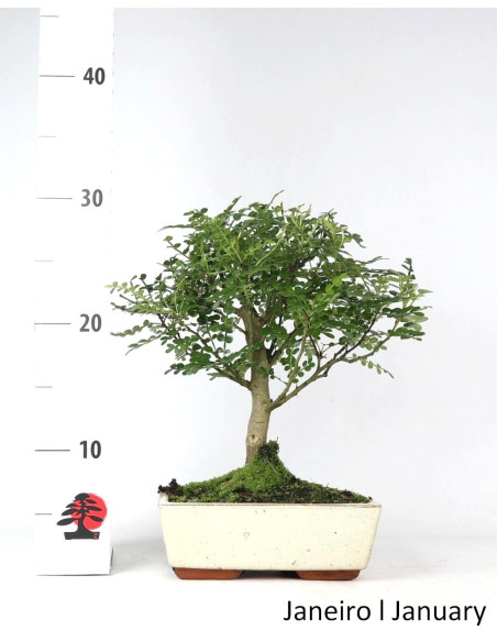 Zanthoxylum Bonsai de 7 Anos