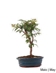 Prunus Inc. KOJO-NO-MAI "Sakura" Bonsai 9 years old