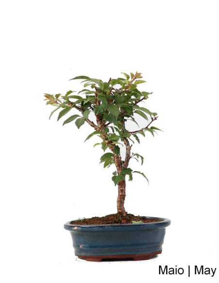 Prunus Inc. KOJO-NO-MAI "Sakura" Bonsai de 9 anos