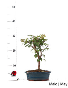 Prunus Inc. KOJO-NO-MAI "Sakura" Bonsai di 9 anni 2