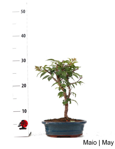 Prunus Inc. KOJO-NO-MAI "Sakura" Bonsai de 9 anos