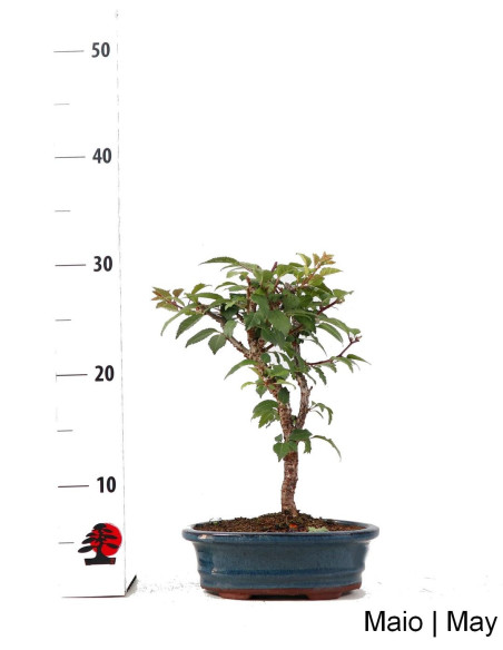 Prunus Inc. KOJO-NO-MAI "Sakura" Bonsai de 9 anos