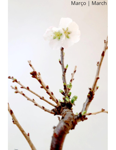Prunus Inc. KOJO-NO-MAI "Sakura" Bonsai de 9 ans